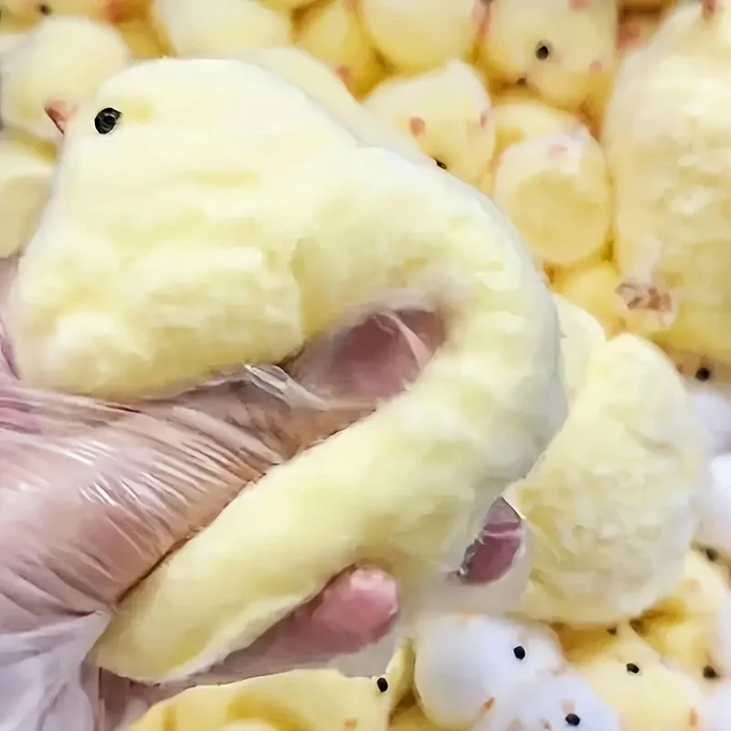 1 Stück Gelbes Küken Quetschsp – Kids Toys Yellow Bewertung und Preis